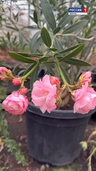 В теплицах Белгорблагоустройства – вечные тропики