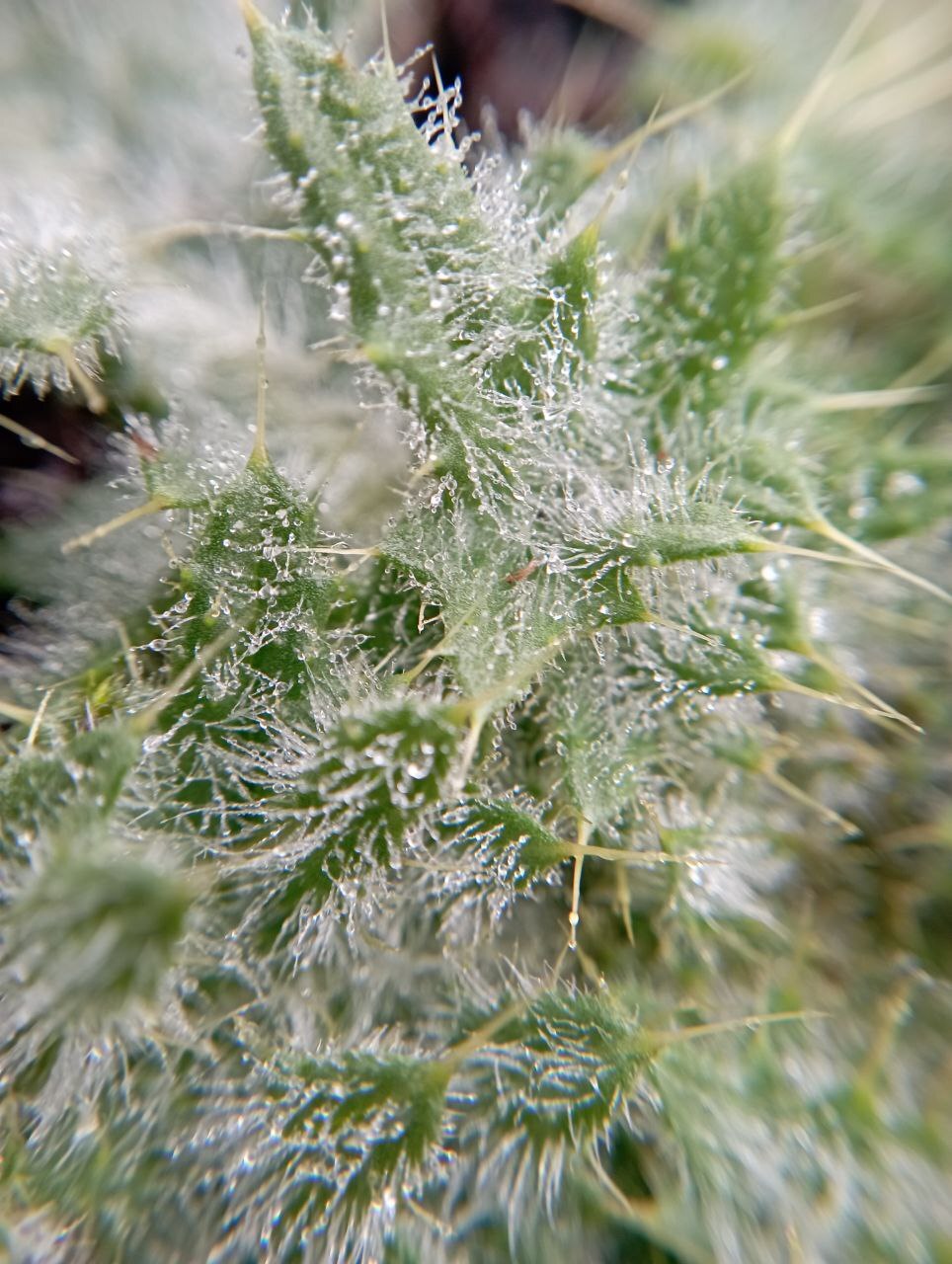 Завораживающая красота уходящей осени в фотографиях нашего подписчика Льва Попова! Завораживающая красота уходящей осени в фотографиях нашего подписчика Льва Попова!