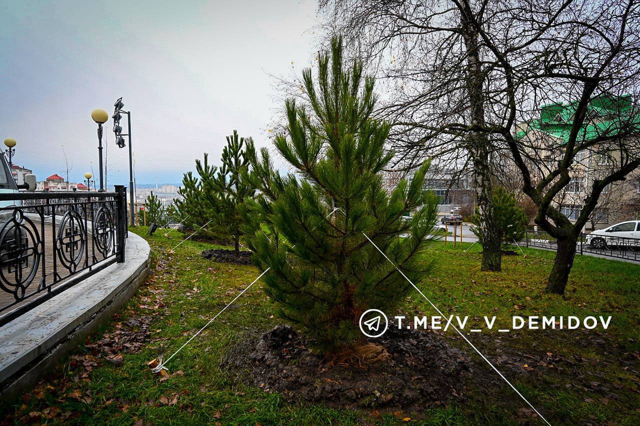 Валентин Демидов: Продолжаем масштабное обновление зелёного каркаса Белгорода Валентин Демидов: Продолжаем масштабное обновление зелёного каркаса Белгорода