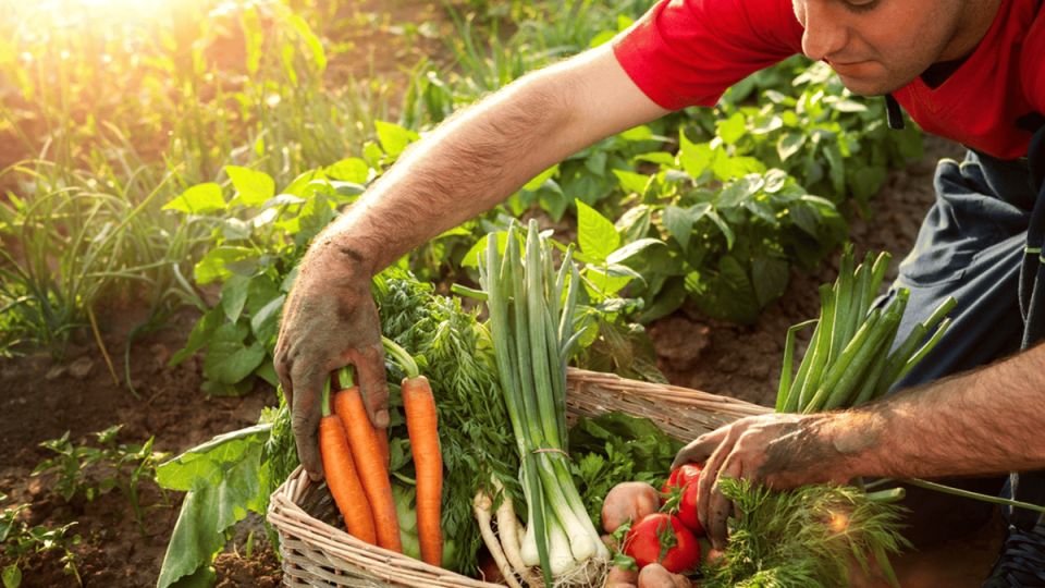 Как легально начать продавать свой урожай