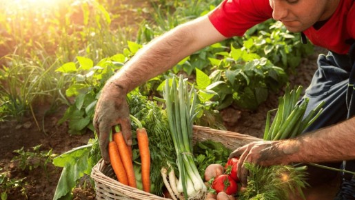 Как легально начать продавать свой урожай