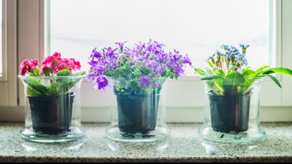 Цветы больше не зачахнут за время долгого отпуска: подсыпьте в горшок вот что