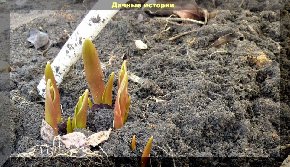 Как достичь великолепного цветения тюльпанов: советы для мартовского ухода