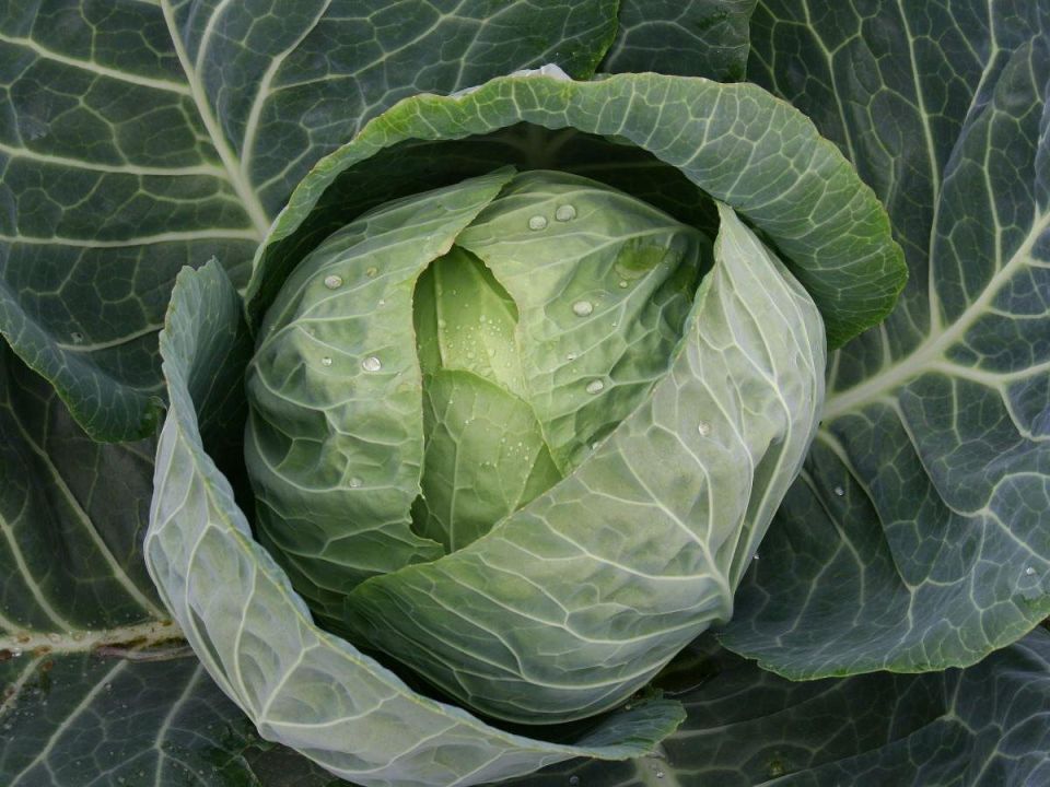 Как вырастить капусту: секреты успешного сбора урожая