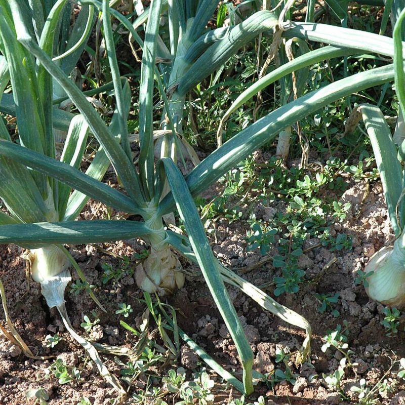 Опасные соседи: какие культуры не стоит сажать рядом с луком
