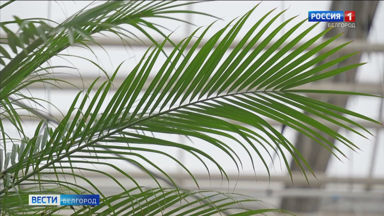 1234 В следующем году тропических растений на улицах Белгорода станет больше