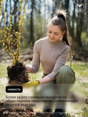 Более 14 500 саженцев высадили на общественных территориях Шебекинского округа в 2025 году