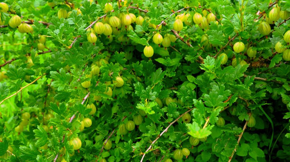 Как получить шесть раз больше крыжовника: секреты успешных садоводов