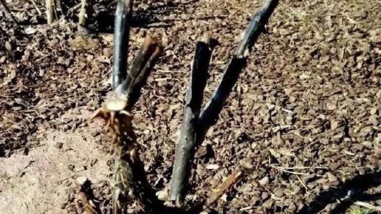 Как спанбонд помогает розам перезимовать и зацвести раньше