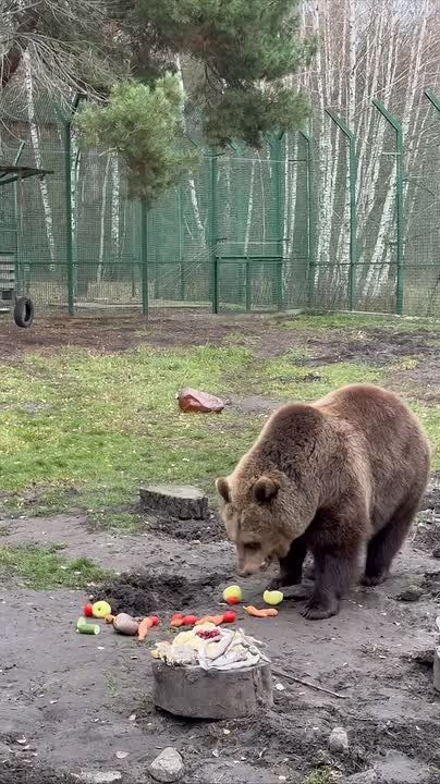 Спят усталые зверюшки? Пока нет