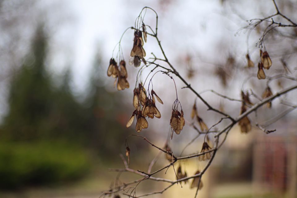Погода 3 декабря. Сегодня синоптики обещают пасмурную погоду
