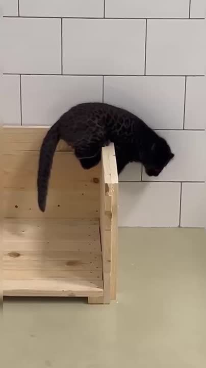 Милейшее создание уже прибыло в белгородский зоопарк!