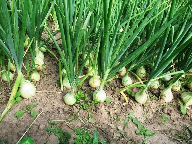Как правильно поливать и подкармливать лук, чтобы не потерять урожай