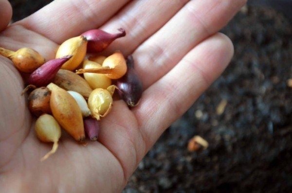 Как вырастить крупный лук: лучшие методы и советы