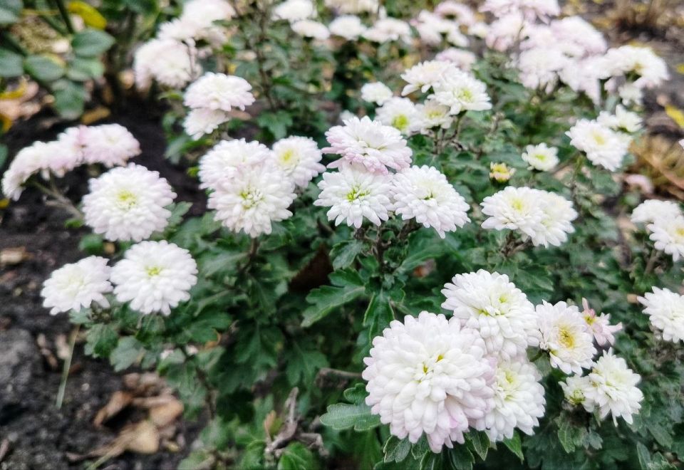 Сегодня, 3 декабря, нас ждёт облачная с прояснениями погода