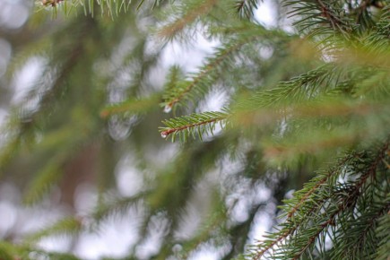 В Белгородской области проходят рейды против незаконной вырубки ёлок
