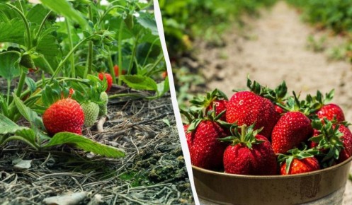 Секреты успешного полива клубники для сочного урожая