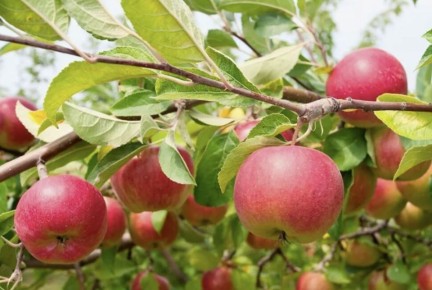 Что нужно знать о размножении яблонь: мифы и реалии черенкования
