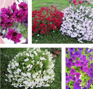 Кустовая петуния: секреты выбора семян и сроки посева для великолепного цветения