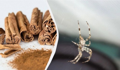 Как запах корицы может помочь избавиться от пауков в вашем доме
