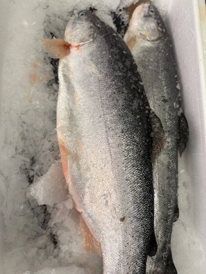 Эксклюзивная морская форель из Мурманска: попробуйте свежайший деликатес!