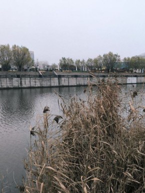 Пятница на «БелПрессе»!. Берёзка возле спорткомплекса Светланы Хоркиной ещё не поняла, что на улице декабрь