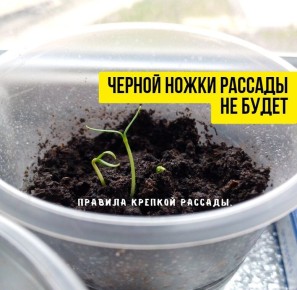 Как избежать черной ножки на рассаде: главные советы огородников