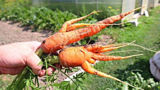 Как вырастить идеальную морковь: 5 распространенных ошибок, которые нужно избегать