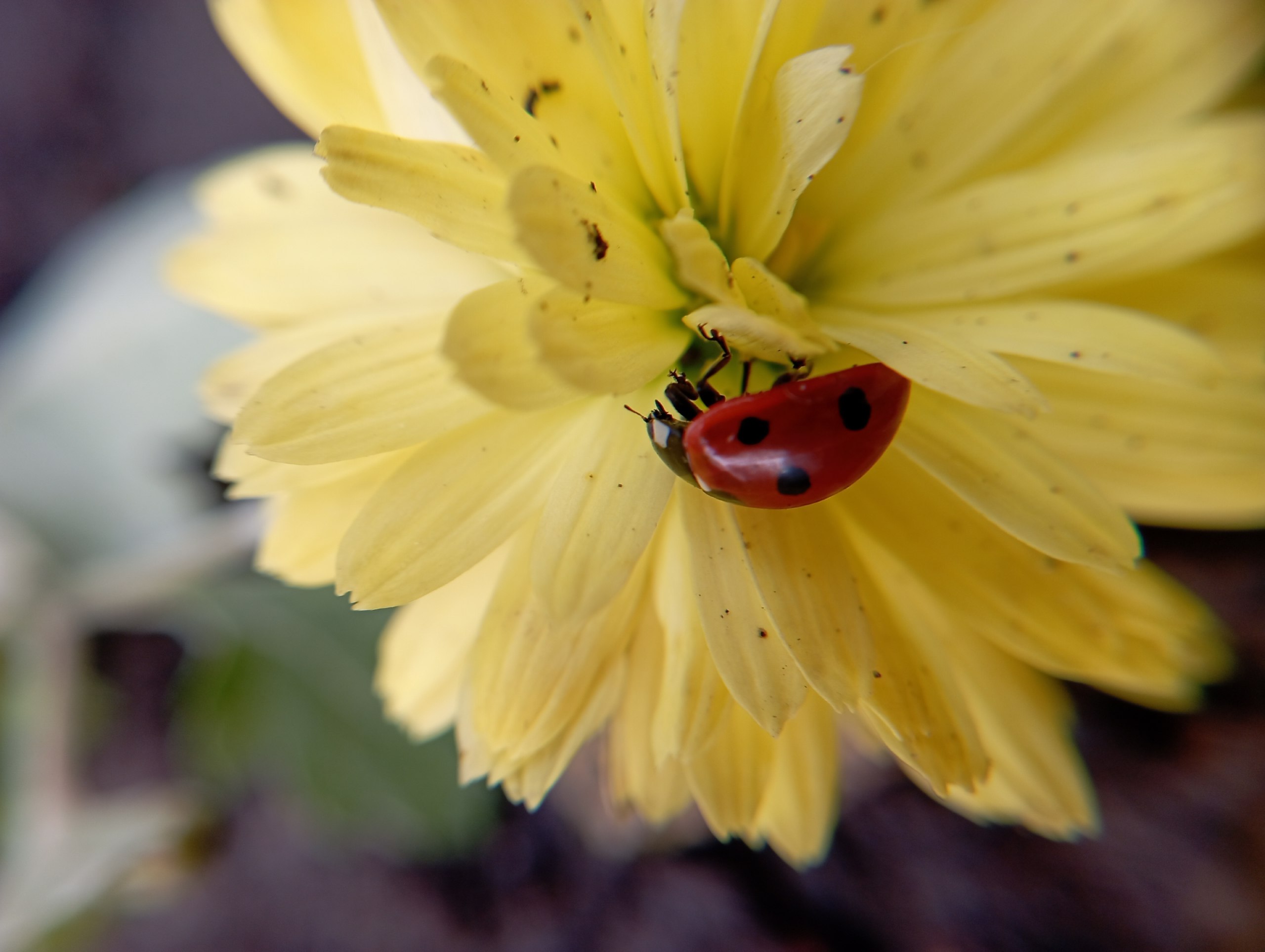 Посмотрите, какие красивые и яркие фотографии прислал нам наш постоянный талантливый подписчик Лев Попов Посмотрите, какие красивые и яркие фотографии прислал нам наш постоянный талантливый подписчик Лев Попов