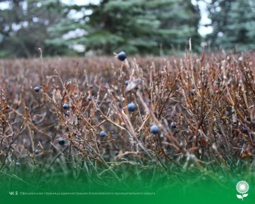 6 декабря. Температура воздуха 2°C, пасмурно, без осадков