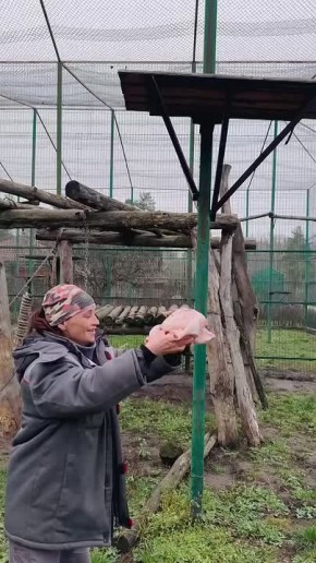 Сегодня в белгородском зоопарке празднуют день рождения леопарда Сонаты