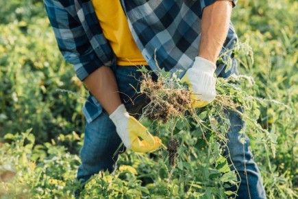 Секреты борьбы с сорняками: как навсегда очистить свой сад от нежелательных растений