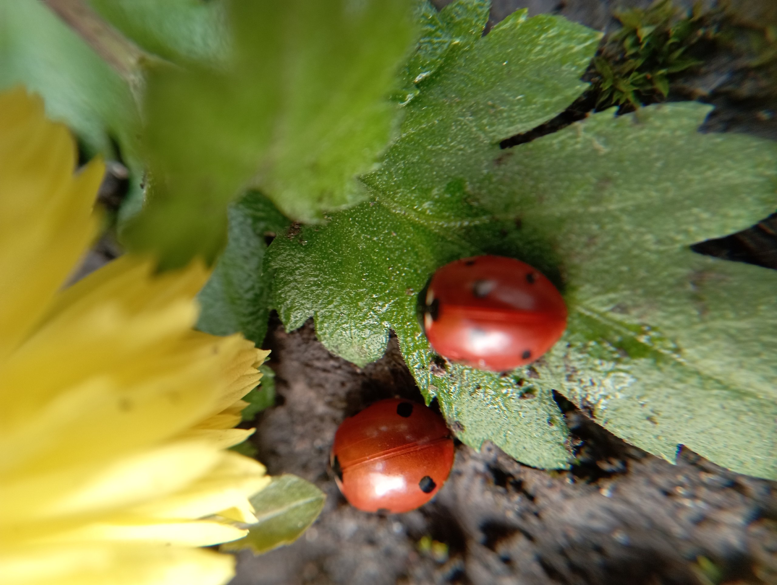 Посмотрите, какие красивые и яркие фотографии прислал нам наш постоянный талантливый подписчик Лев Попов Посмотрите, какие красивые и яркие фотографии прислал нам наш постоянный талантливый подписчик Лев Попов