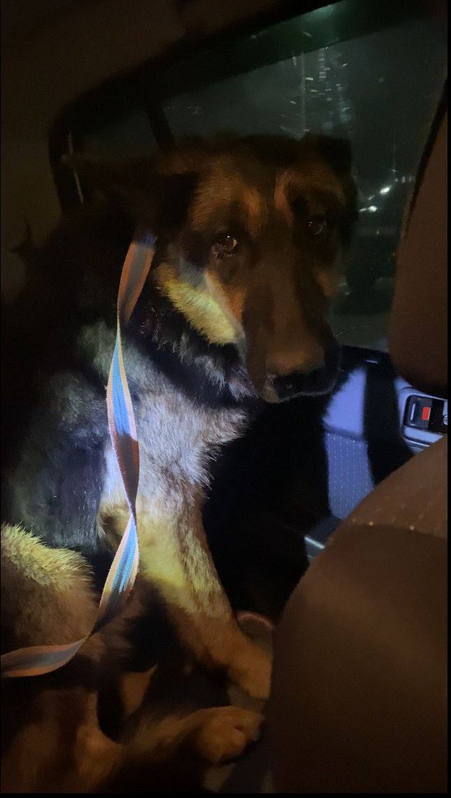 После громких звуков из приюта «Лучик надежды» сбежала собака После громких звуков из приюта «Лучик надежды» сбежала собака