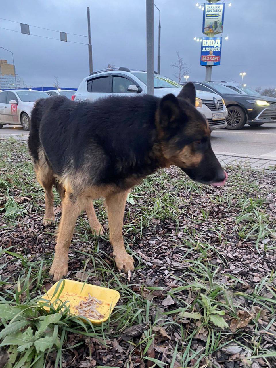 После громких звуков из приюта «Лучик надежды» сбежала собака После громких звуков из приюта «Лучик надежды» сбежала собака
