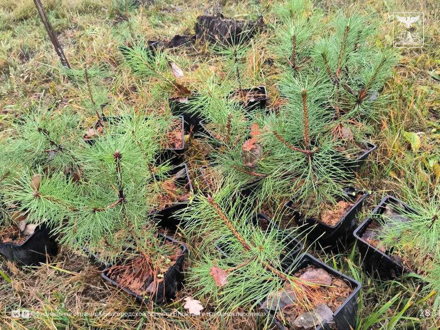 В рамках ежегодной Всероссийской акции «Сохраним лес» в Ивнянском округе высадили саженцы деревьев В рамках ежегодной Всероссийской акции «Сохраним лес» в Ивнянском округе высадили саженцы деревьев