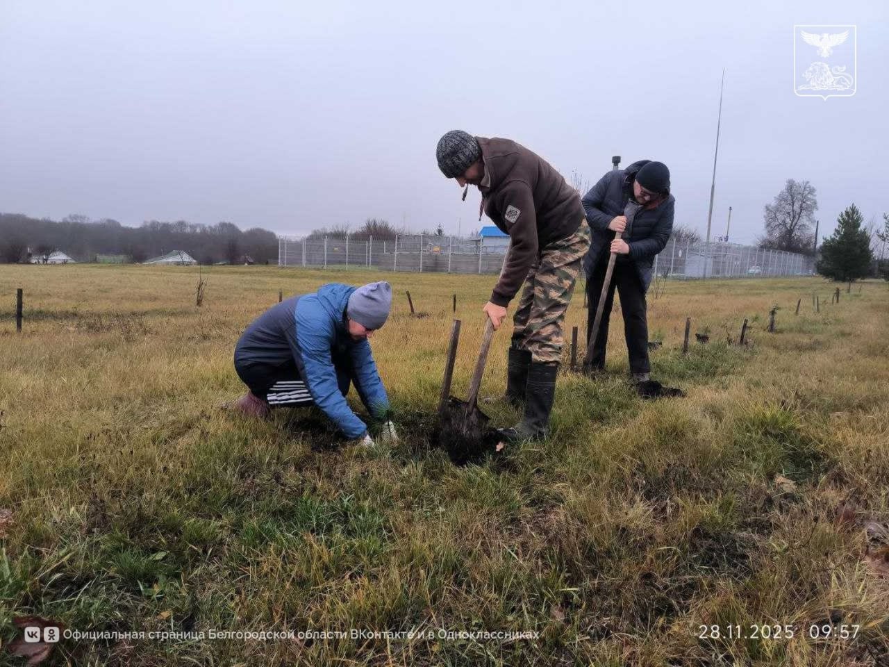 Саженцы сосны и дуба высадили в Белгородской области Саженцы сосны и дуба высадили в Белгородской области