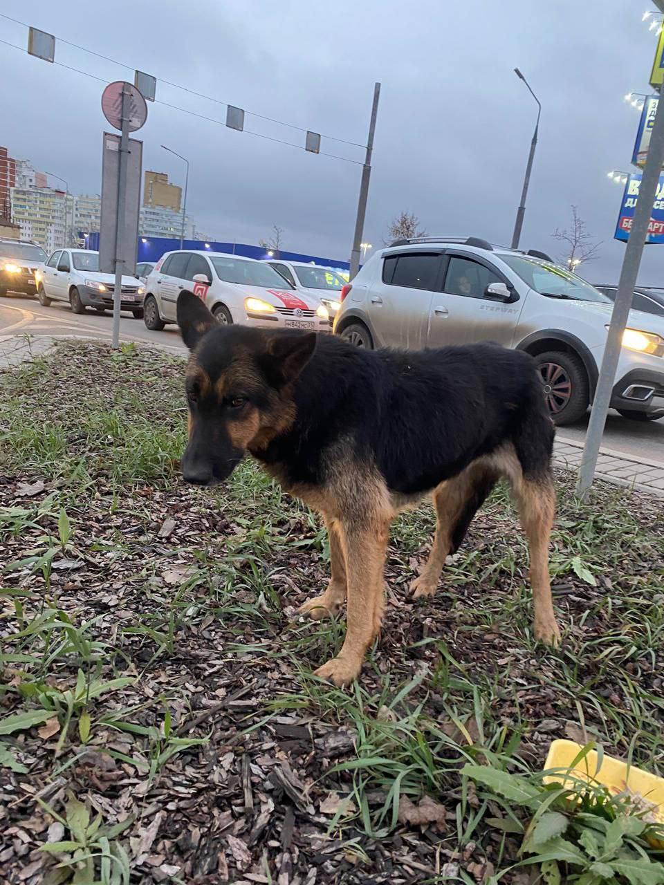После громких звуков из приюта «Лучик надежды» сбежала собака После громких звуков из приюта «Лучик надежды» сбежала собака