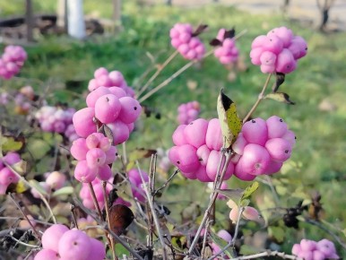 �������, 9 �������, ��� ��� �������� � ������������ ������