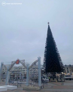 В Белгороде начали наряжать главную ёлку на Соборной площади