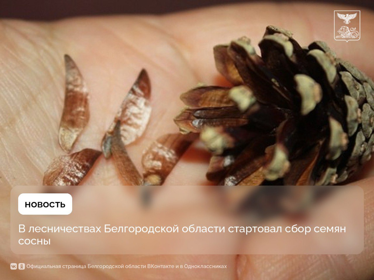 В лесничествах Белгородской области стартовал сбор семян сосны