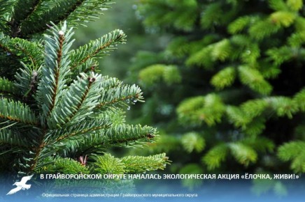 В Грайворонском округе началась экологическая акция «Ёлочка, живи!»