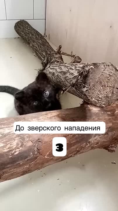 Увидеть котёнка чёрной пантеры в Белгородском зоопарке можно будет уже в феврале