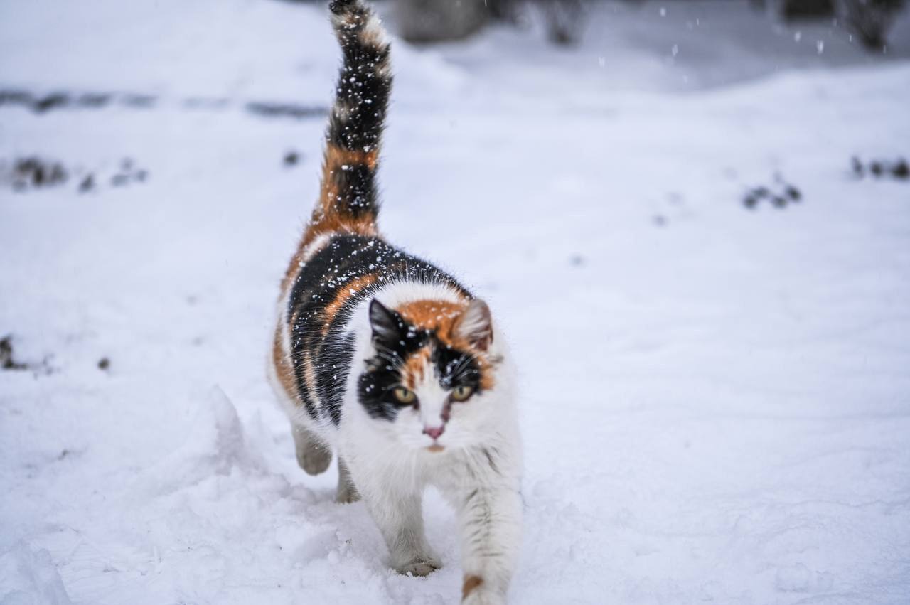 Доброе утро, Белгород!. Сегодня будет облачно, в первой половине дня - снег