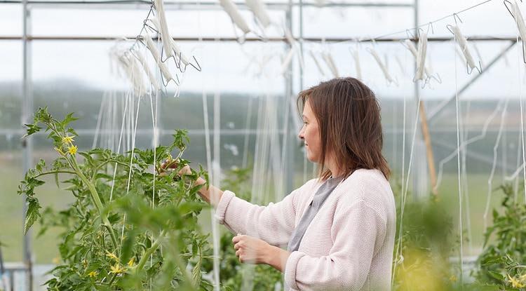 Белгородские власти помогли фермерам на 550 млн рублей