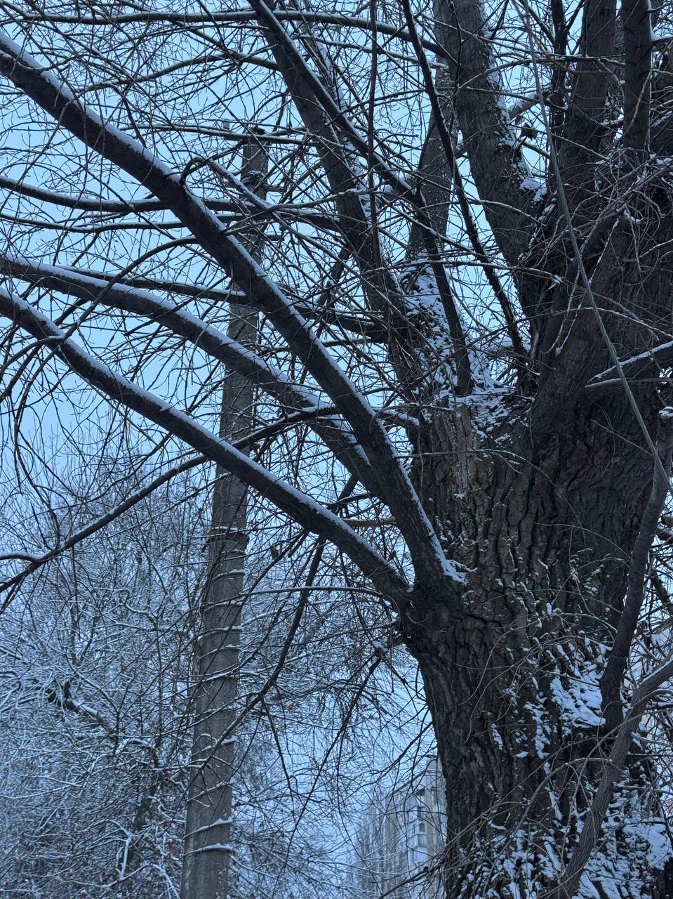 Первая снежная сказка в Белгороде Первая снежная сказка в Белгороде