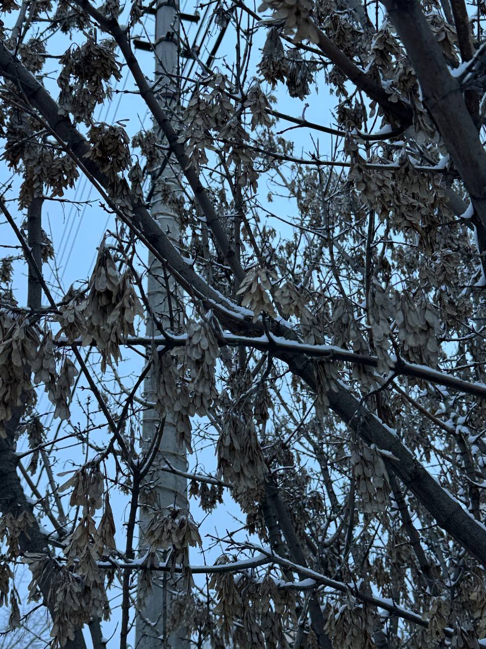 Первая снежная сказка в Белгороде Первая снежная сказка в Белгороде