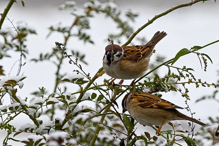 Доброе утро, Белгород!. 11 декабря будет пасмурно, вечером ожидается дождь