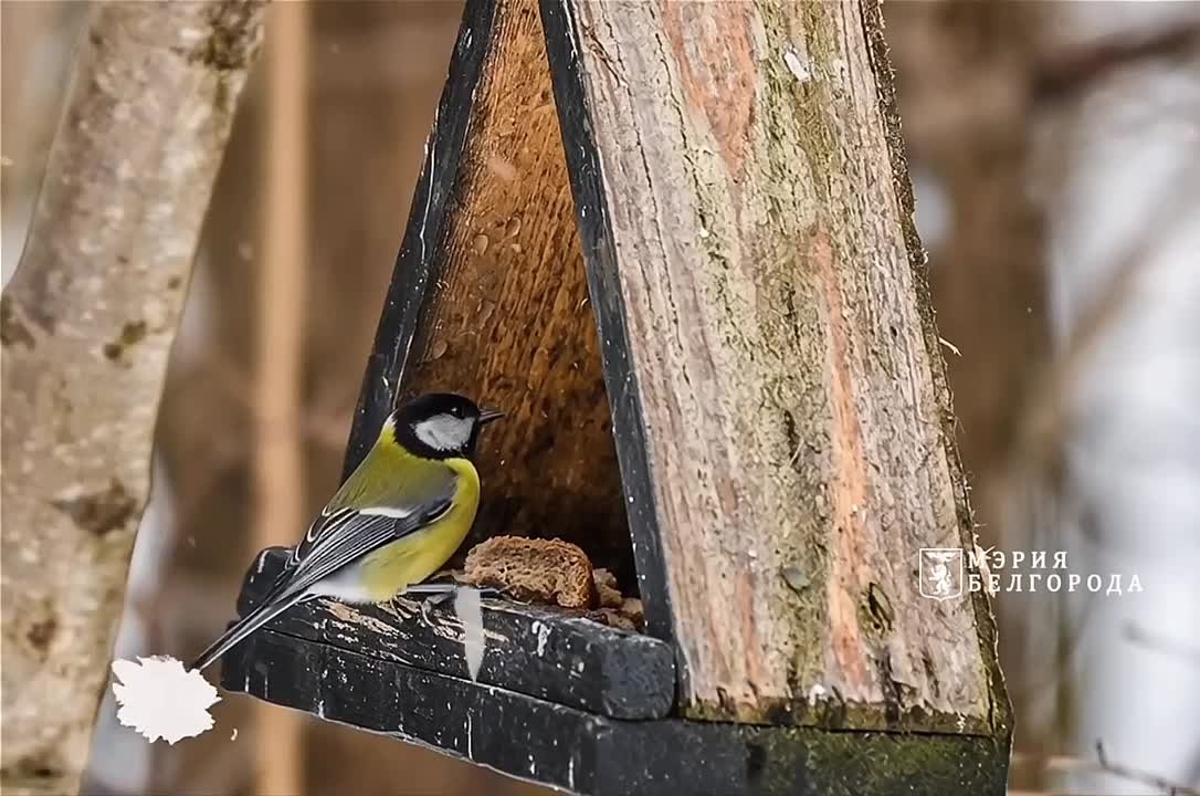 Доброе утро!. В Белгороде пасмурно, возможен дождь