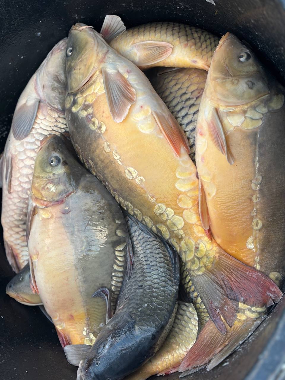 Андрей Миськов: Сегодня в городе Новый Оскол состоялась уже ставшая традиционной ярмарка выходного дня Андрей Миськов: Сегодня в городе Новый Оскол состоялась уже ставшая традиционной ярмарка выходного дня